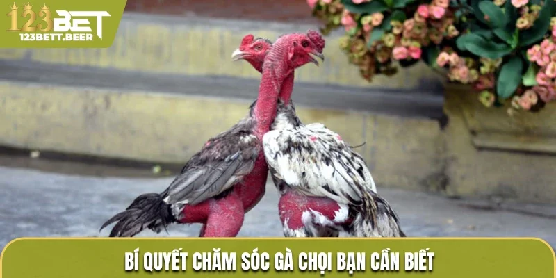 Bí quyết chăm sóc gà chọi bạn cần biết