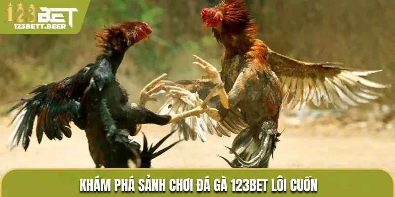Khám phá sảnh chơi đá gà 123Bet lôi cuốn