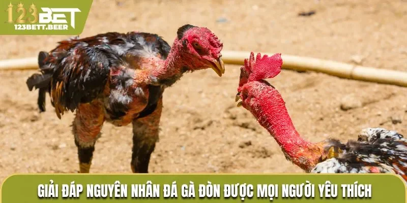 Giải đáp nguyên nhân đá gà đòn được mọi người yêu thích