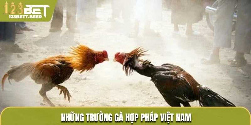 Những trường gà hợp pháp Việt Nam